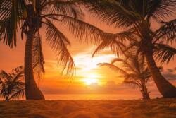  Öntapadó és mosható falikép Plaja78 pálmafákkal naplementekor, 250 x 200 cm