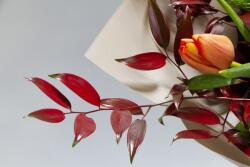  Öntapadó és mosható falfestmény Flori160 Tulipán és leucadendron csokor, 250 x 150 cm