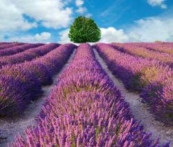  Öntapadó és mosható fali tapéta Lavender3, 350 x 200 cm