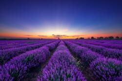  Öntapadó és mosható falfestmény Végtelen levendulamező, napkelte, 400 x 250 cm