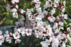  Tapéta Virágok74, 300 x 250 cm