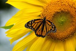  MÉDIA tapéta, növényvilág 70 modell, 135 x 225 cm