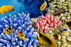  Tapéta víz alatti világ 3, 300 x 250 cm