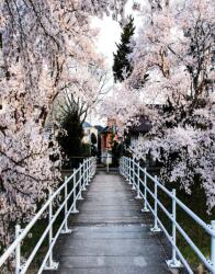  Média Natura 91 Öntapadó és mosható fali tapéta, 135 x 225 cm