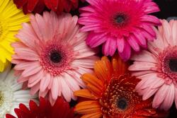 Media " Virágok 158" öntapadó és mosható fotótapéta, Színes gerberák, 270 x 200 cm