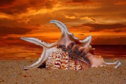  Tapéta Strand, kagylók, alkonyat, 300 x 250 cm