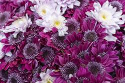  Média ttapéta, Flori157, lila/fehér krizantém, 270 x 200 cm