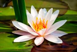  Fehér tavirózsa tapéta, 300 x 250 cm