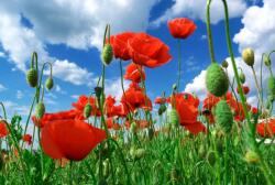  Blueback MAT Flori75 fotótapéta, 250 x 200 cm