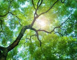  Öntapadó és mosható falfestmény Fák 2, 300 x 250 cm