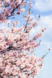  Média öntapadó és mosható fali tapéta, Flori63, 135 x 225 cm