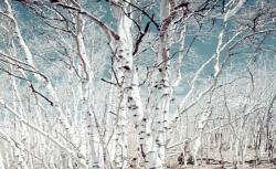  MÉDIA Tapéta, Nyírfa erdő, 220 x 135 cm