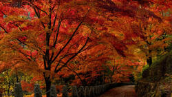  Media Nyomtatott tapéta, japán kert, 220 x 135 cm - pepita - 38 887 Ft