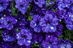  Öntapadó és mosható falfestmény Albastrele, 300 x 250 cm