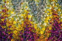  Tapéta Virágok65, 300 x 250 cm