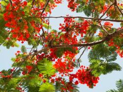  MÉDIA Matrica, 220 x 135 cm, Virágok 60