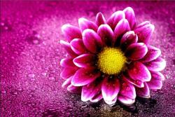  Százszorszép harmat tapétával, 300 x 250 cm