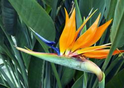  Tapéta Virágok32, 300 x 200 cm