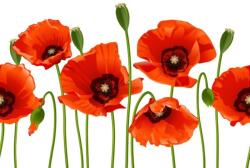  Tapéta Virágok26, 300 x 200 cm