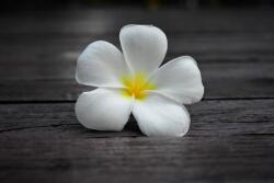  MÉDIA Flori59 Tapéta, 270 x 200 cm