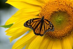  Tapéta Virágok70, 300 x 200 cm