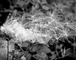  Fekete-fehér Dandelion tapéta, 350 x 250 cm