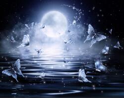  Media " Pillangók az éjszakai fényben" öntapadó és mosható fotótapéta, 270 x 200 cm