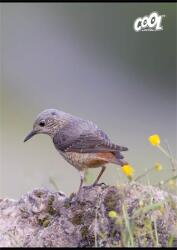 Victoria Füzet, tűzött, A4, vonalas, 80 lap, COOL BY VICTORIA „Birds (ISVFC102)