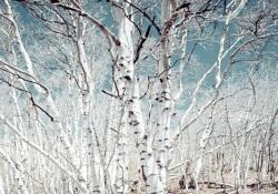  Öntapadós tapéta Nyírerdő, 350 x 200 cm