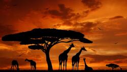  Öntapadós tapéta Zsiráfok, naplemente, 250 x 200 cm