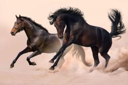  Öntapadós tapéta Két fekete ló, galopp, 250 x 150 cm