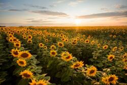  Natura59 öntapadós tapéta, 250 x 150 cm