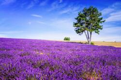  Öntapadós tapéta Lavender6, 200 x 150 cm