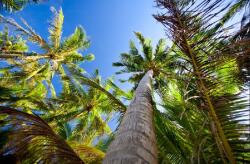  Öntapadós tapéta Pálmafák az égig, 250 x 150 cm