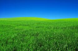  Öntapadós tapéta Natura109, 250 x 150 cm