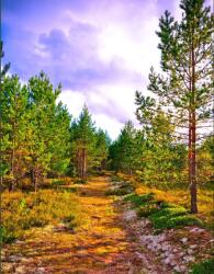  Blueback MAT Tapéta, Út az erdőbe, 200 x 255 cm