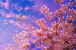  Matrica tapéta Cherry blossoms4, 300 x 200 cm