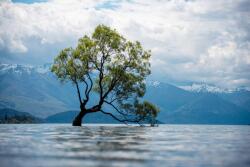  Matrica tapéta Natura177 Fa a tó közepén, 200 x 150 cm