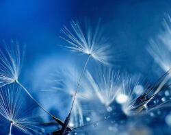  Öntapadós tapéta Pitypang víztükrözésben, 250 x 200 cm