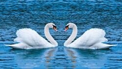  Öntapadós tapéta Hattyúk a tavon, 300 x 200 cm