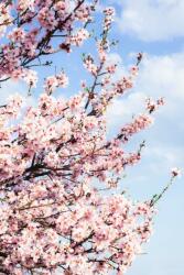  Matrica tapéta Flowers63, 150 x 205 cm