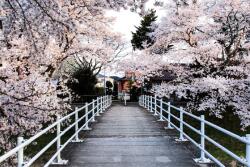  Natura91 öntapadós tapéta, 250 x 200 cm