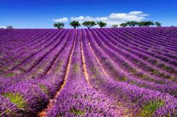  Öntapadós tapéta Lavender5, 350 x 200 cm