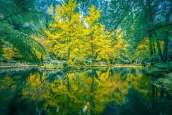  Natura60 öntapadós tapéta, 250 x 150 cm