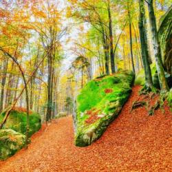  Öntapadós tapéta Forest29, 200 x 150 cm