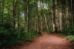  Falmatrica Forest63 ösvényes, 250 x 150 cm