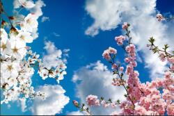  Öntapadós tapéta Tavaszi fák, 300 x 200 cm