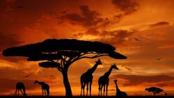  Öntapadós tapéta Zsiráfok, naplemente, 300 x 250 cm