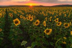  Natura41 öntapadós tapéta, 250 x 150 cm