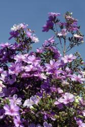  Öntapadós tapéta Flowers92, 150 x 205 cm